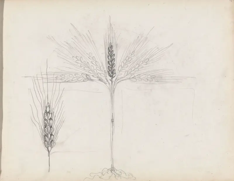 Kornaks, Thorolf Holmboe, 1889–1925, drawing