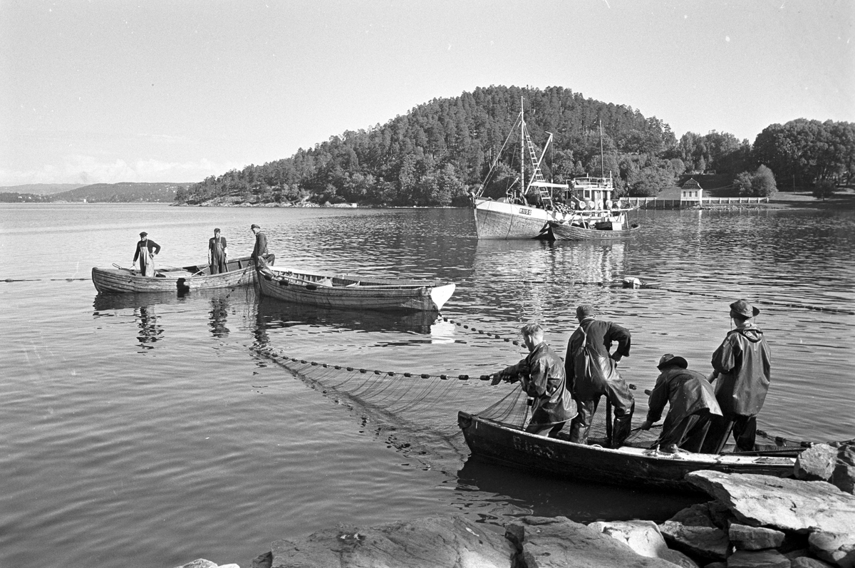 Serie. Brislingfiske i Hvervenbukta, Oslo.
Fotografert: 1961