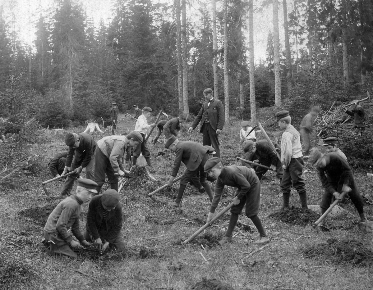 "Skogplantning ved skolebarn.". Foto/Photo.