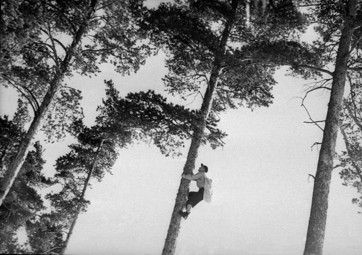 "Sanking oppe i trær". Foto/Photo.