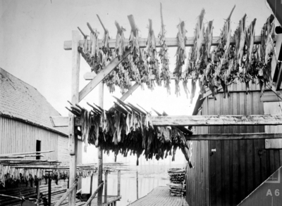 Fisk til tørk på en kai. Muligens fra Vadsø/Vardø. Har vært til salgs.
