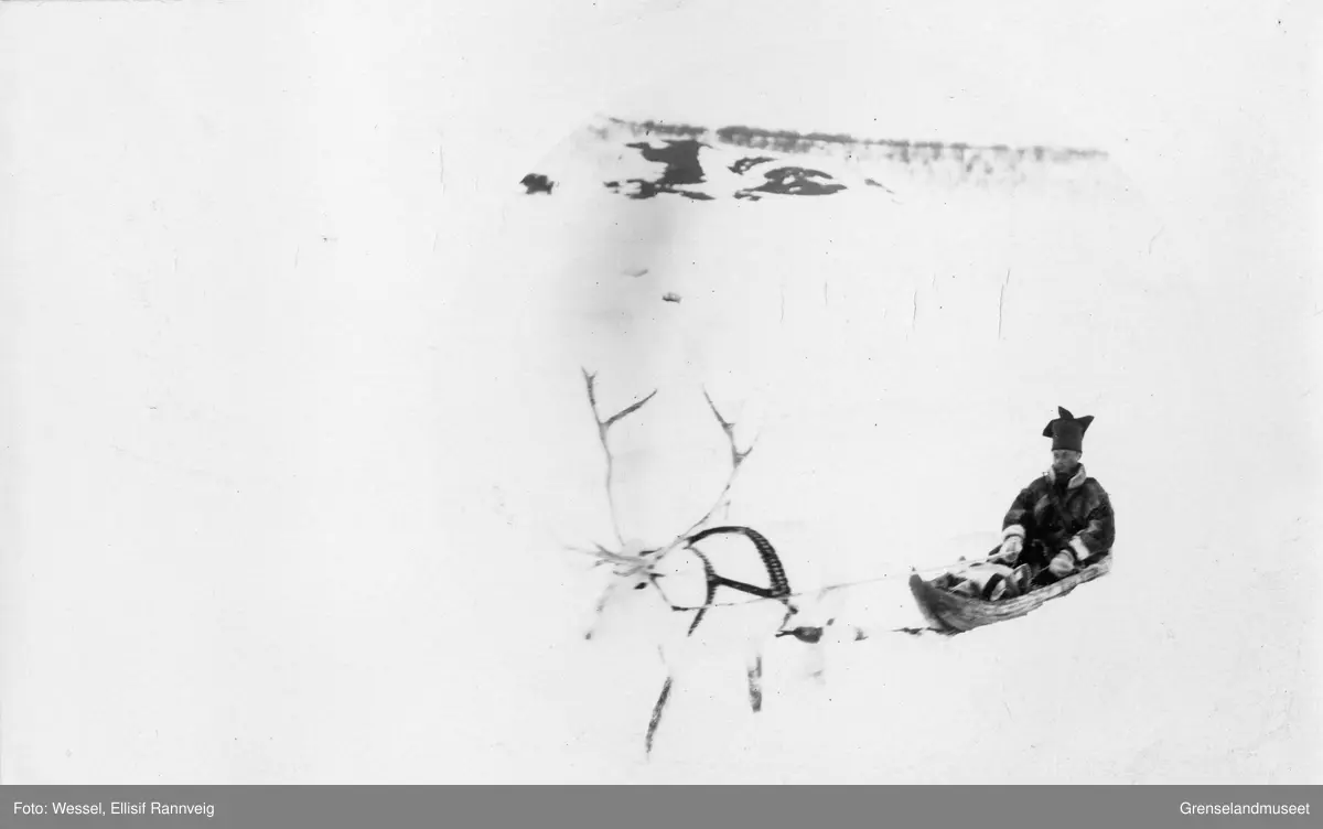 Ole Johnsen Must ute og kjører med sin rein. Grenselandmuseet