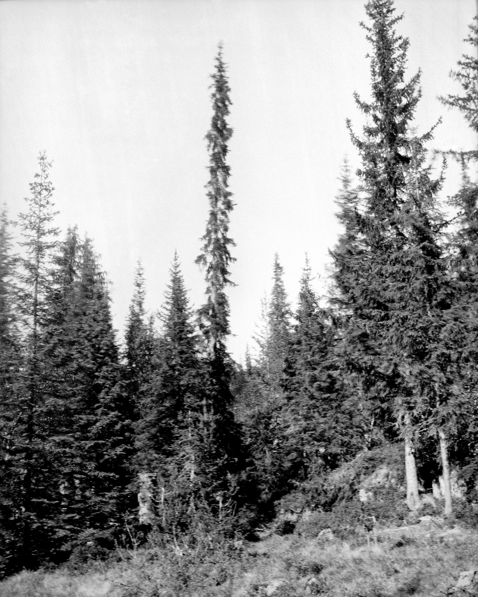 Granskog Med S kalt s ylegran I Vinje I Telemark Slike Tr r Preges