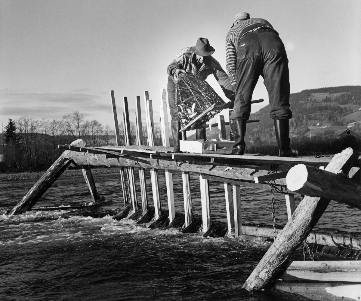 «Vrenging» av «mæl» (ruse) under fiske etter lågåsild ...