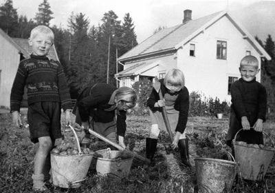 Potetopptaking. Fire barn med bøtter og potetgrev tar opp poteter. Fra venstre er Arne Holmen, Anne Hatterud, Astrid Holmen, Bjarne Hatterud. Stensli, Brumunddal.